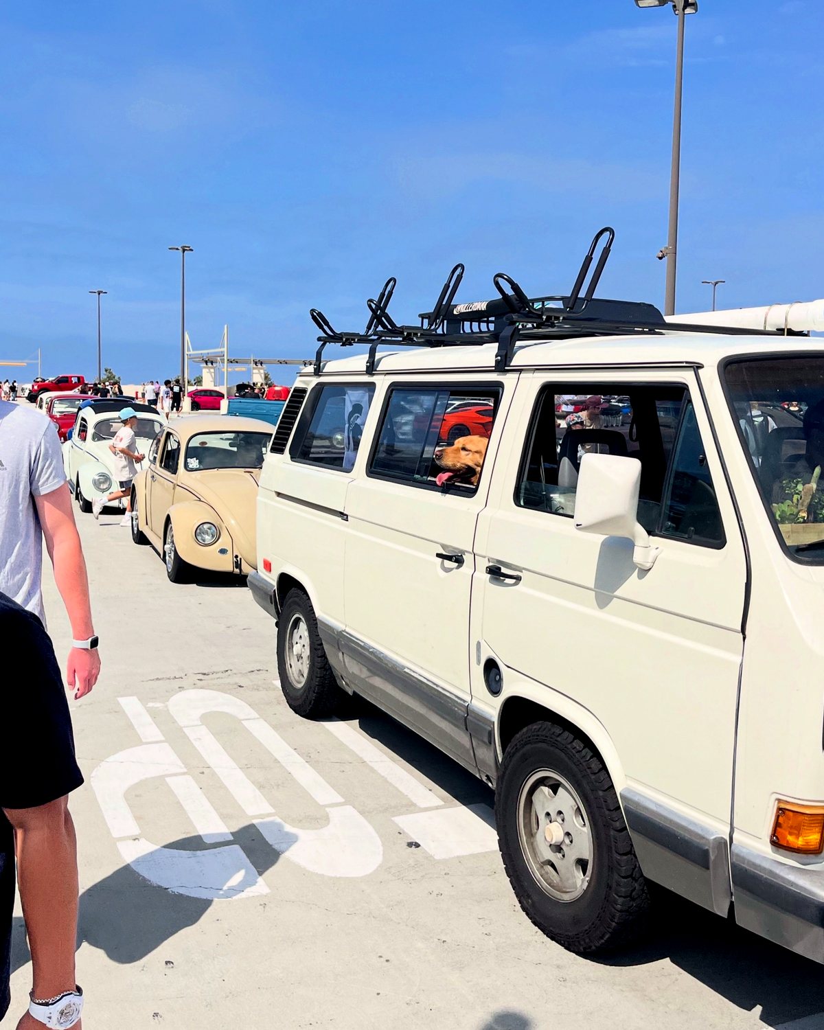 A cream camper van with a golden retriever in the window, rolling past a line of classic Beetles at a meet